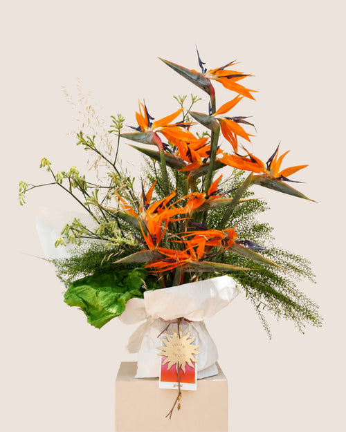 fleur du soleil